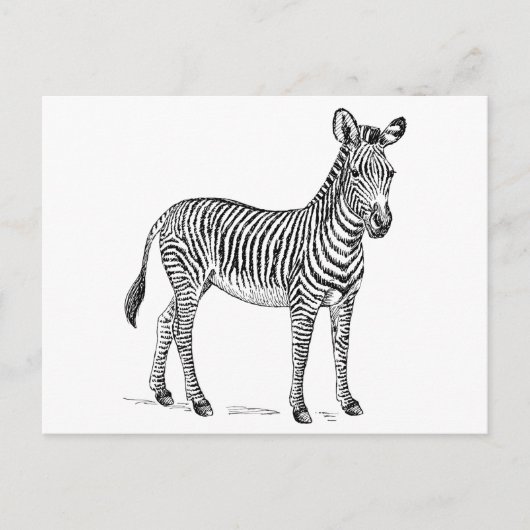 Zebra Briefkaart (Voorkant)