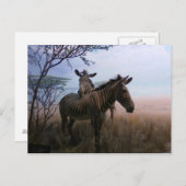 Zebra Briefkaart (Voorkant / Achterkant)