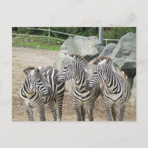 zebra briefkaart