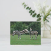 Zebra briefkaart (Staand voorkant)