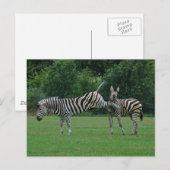Zebra briefkaart (Voorkant / Achterkant)