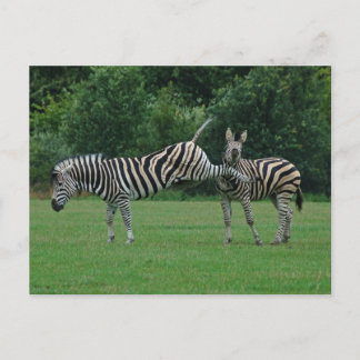 Zebra briefkaart