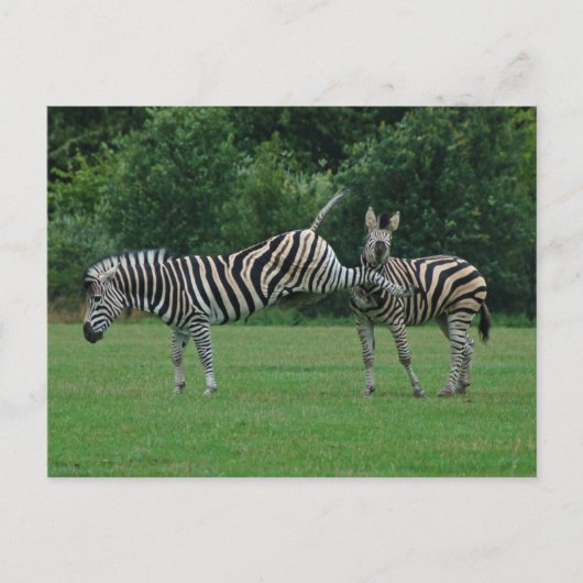 Zebra briefkaart (Voorkant)