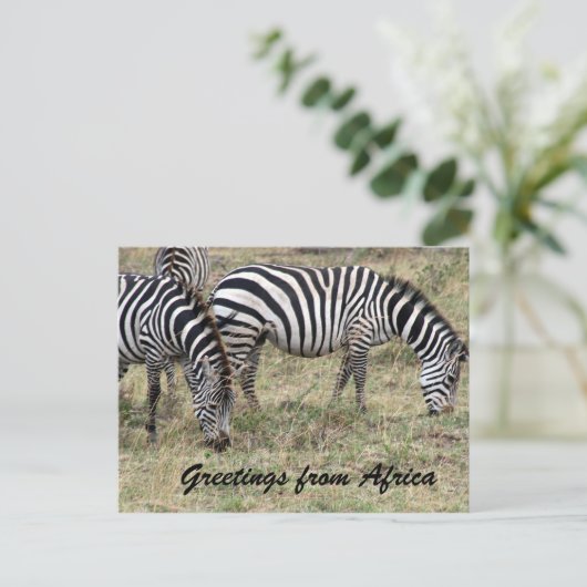 zebra briefkaart (Staand voorkant)