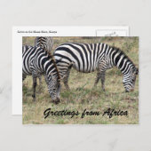 zebra briefkaart (Voorkant / Achterkant)