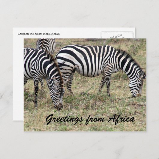zebra briefkaart (Voorkant / Achterkant)