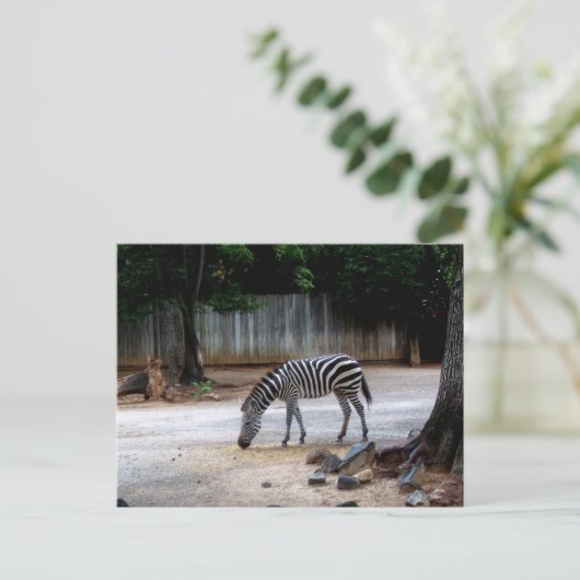 Zebra Briefkaart (Staand voorkant)