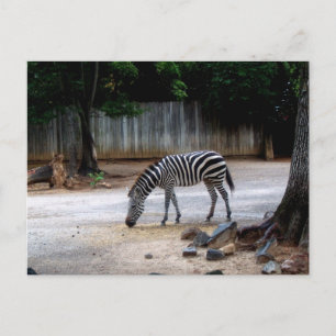 Zebra Briefkaart