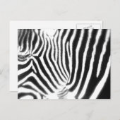 Zebra Briefkaart (Voorkant / Achterkant)