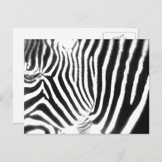 Zebra Briefkaart (Voorkant / Achterkant)