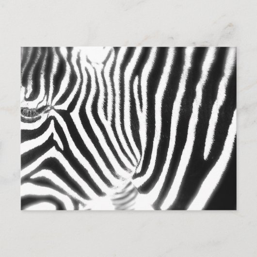 Zebra Briefkaart (Voorkant)