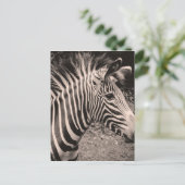 Zebra Briefkaart (Staand voorkant)