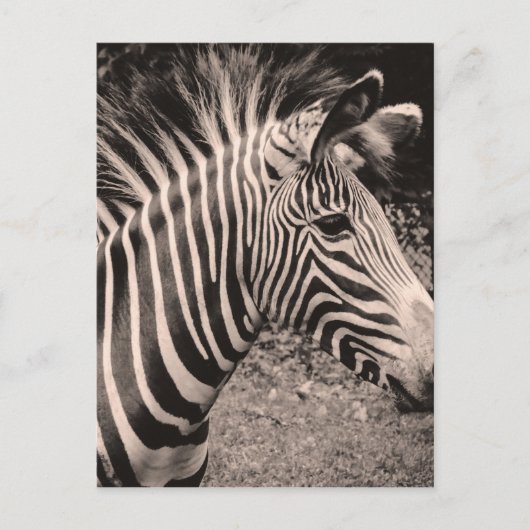 Zebra Briefkaart (Voorkant)