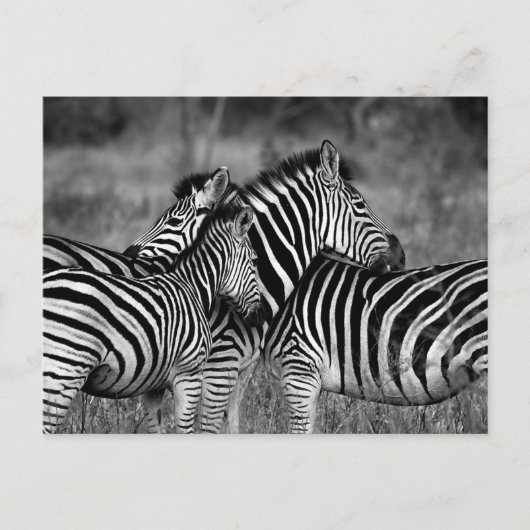 Zebra Briefkaart (Voorkant)