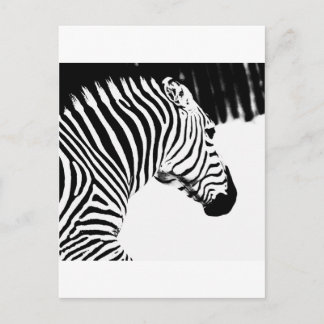 Zebra Briefkaart