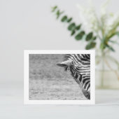 Zebra Briefkaart (Staand voorkant)