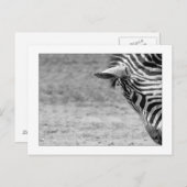 Zebra Briefkaart (Voorkant / Achterkant)