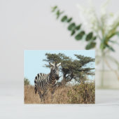 zebra briefkaart (Staand voorkant)