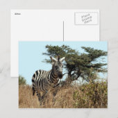 zebra briefkaart (Voorkant / Achterkant)