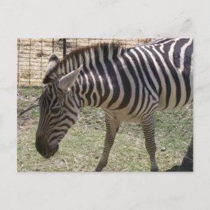 Zebra Briefkaart