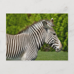 Zebra Briefkaart
