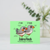 Zebra Briefkaart (Staand voorkant)