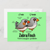 Zebra Briefkaart (Voorkant / Achterkant)