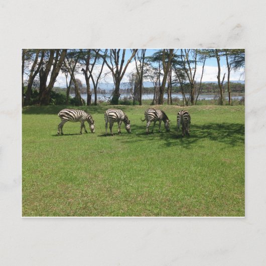 Zebra Briefkaart (Voorkant)