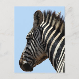 zebra briefkaart