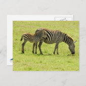 Zebra Briefkaart (Voorkant / Achterkant)
