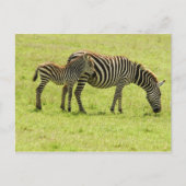 Zebra Briefkaart (Voorkant)