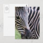 Zebra Briefkaart (Voorkant / Achterkant)