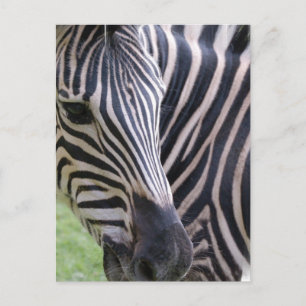 Zebra Briefkaart