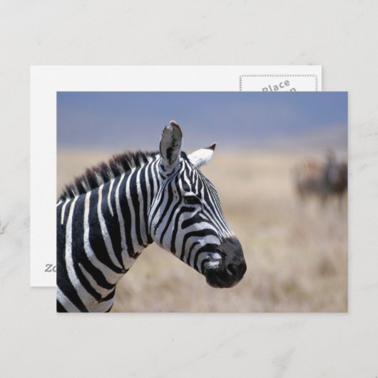 Zebra Briefkaart (Voorkant / Achterkant)