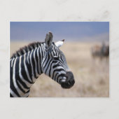 Zebra Briefkaart (Voorkant)