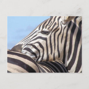 Zebra Briefkaart