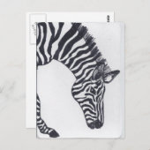 Zebra Briefkaart (Voorkant / Achterkant)