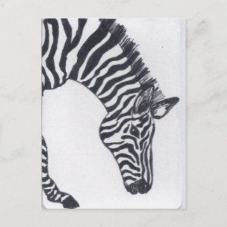 Zebra Briefkaart