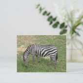 Zebra Briefkaart (Staand voorkant)