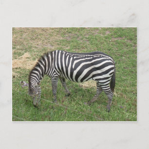Zebra Briefkaart