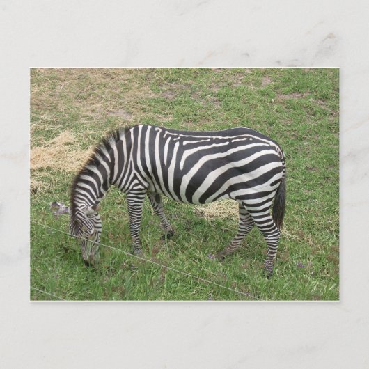 Zebra Briefkaart (Voorkant)