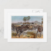 Zebra Briefkaart (Voorkant / Achterkant)