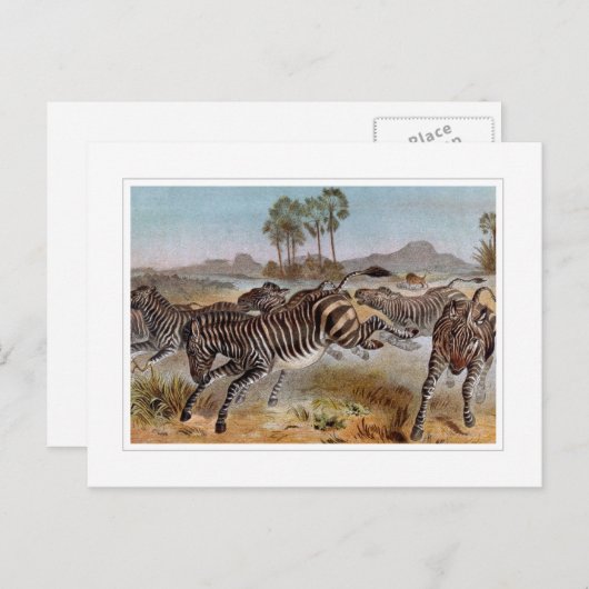 Zebra Briefkaart (Voorkant / Achterkant)