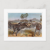 Zebra Briefkaart (Voorkant)