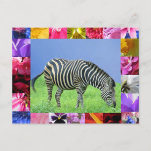Zebra Briefkaart