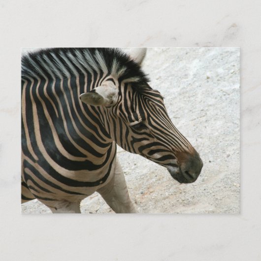Zebra Briefkaart (Voorkant)