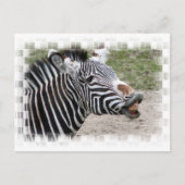 Zebra Briefkaart glimlachen (Voorkant)