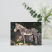 Zebra-Briefkaart van Grevy Briefkaart (Staand voorkant)