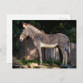 Zebra-Briefkaart van Grevy Briefkaart (Voorkant / Achterkant)