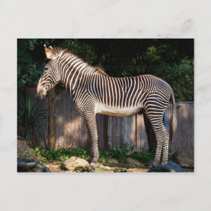 Zebra-Briefkaart van Grevy Briefkaart